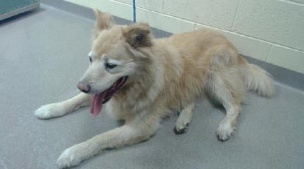 Shelter Stray Female Dog last seen Near BLOCK W HOLDEN PL, DENVER CO 80204, Denver, CO 80223