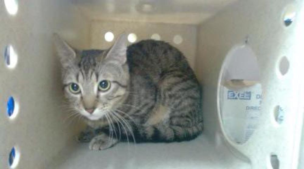 Shelter Stray Male Cat last seen Near BLOCK W BAYAUD AVE, DENVER CO 80223, Denver, CO 80223