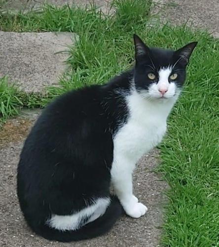 Lost Male Cat last seen Pulford rd. winsford, Cheshire West and Chester, England CW7
