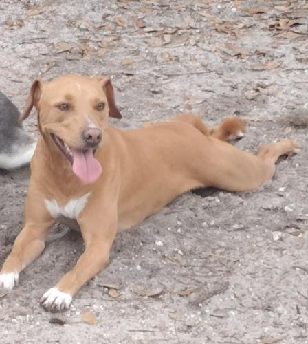 Lost Male Dog last seen South Chickasaw and Lee vista, Orlando, FL 32822