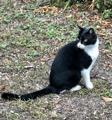 Lost Male Cat last seen N 65th Ave between Lillian Hwy. and Jackson, Myrtle Grove, FL 32506