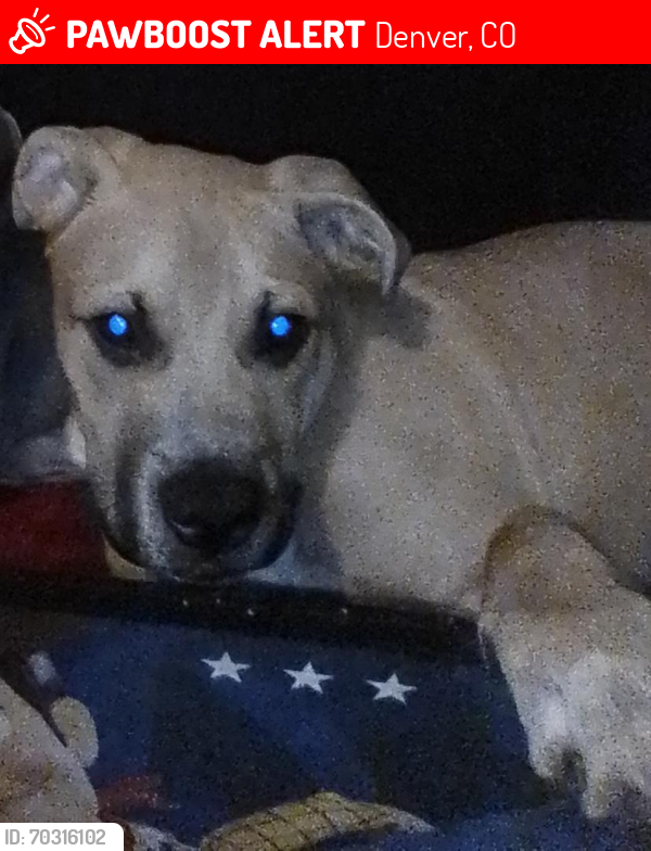 Lost Male Dog last seen S. Parker Rd and iliff, Denver, CO 80231
