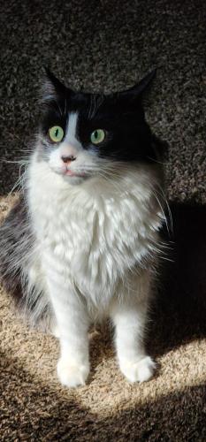 Lost Female Cat last seen 2nd ave and Huron, Maywood, IL 60153