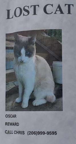 Lost Male Cat last seen Near south lake Stickney drive Lynnwood wa, Lynnwood, WA 98087