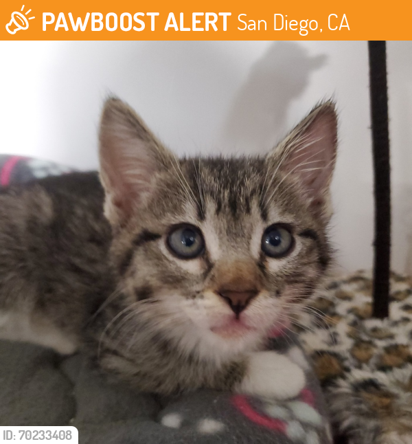 Shelter Stray Female Cat last seen Cadman, San Diego, CA, 92114, San Diego, CA 92110