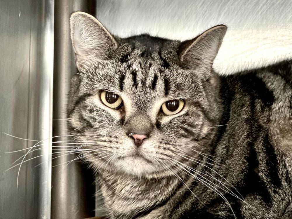 Shelter Stray Male Cat last seen Apt 10C,200 W 16th Street, NEW YORK, NY, 10011, New York, NY 10029