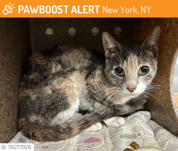 Shelter Stray Female Cat last seen Near E 110 Street, NEW YORK, NY, 10029, New York, NY 10029