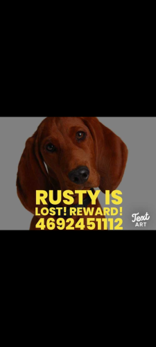 Lost Male Dog last seen Marlows trucks stop, Dallas, TX 75253