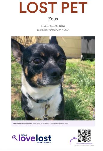 Lost Male Dog last seen Myrtle Avenue, rolling acres, Frankfort, KY 40601