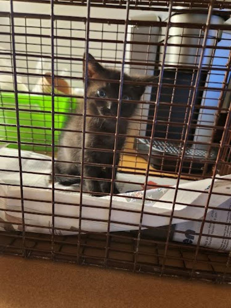 Shelter Stray Female Cat last seen MAN O WAR DR, Austin, TX 78702