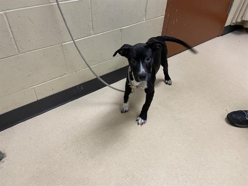 Shelter Stray Female Dog last seen , West Milwaukee, WI 53215