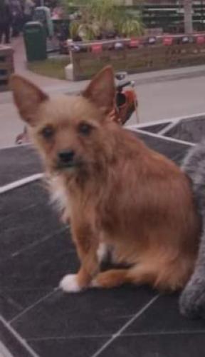 Lost Male Dog last seen I95, Ormond Beach, FL 32174