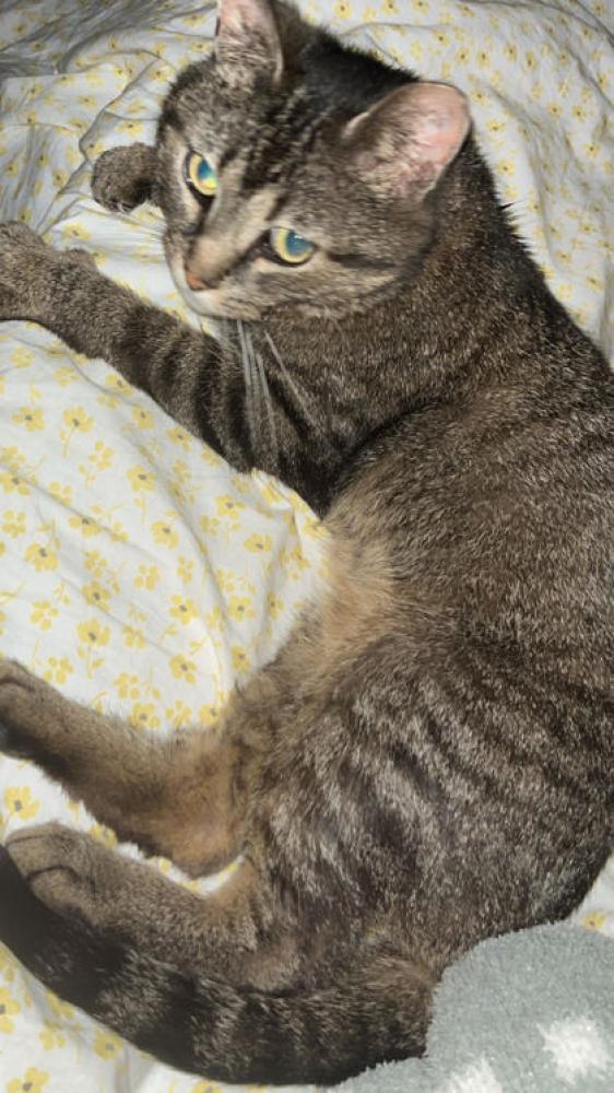 Shelter Stray Male Cat last seen Cincinnati, OH 45237, Cincinnati, OH 45223