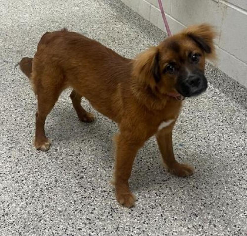 Shelter Stray Female Dog last seen Near Elmwood Ave, 64132, MO, Kansas City, MO 64132