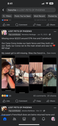 Lost Female Cat last seen AUTOZONE 59th & camelback, Glendale, AZ 85301