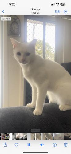 Lost Male Cat last seen Punchbowl rd, Punchbowl, NSW 2196