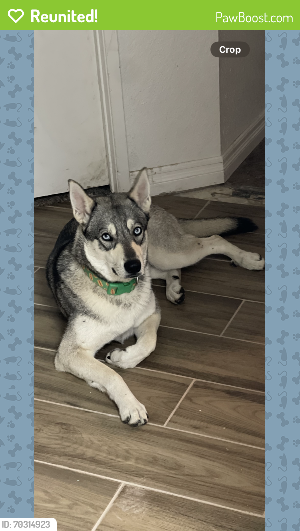 Reunited Female Dog in Moreno Valley, CA 92557 (ID 70314923) PawBoost