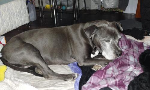 Lost Female Dog last seen Oak Drive between E. Vista Way and Foothill, Vista, CA 92084