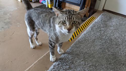 Found/Stray Male Cat last seen Powers Road and Powers Ridge Court, Pine Hills, FL 32808