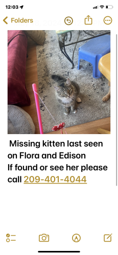 Lost Female Cat last seen Edison and Flora st 95203, Stockton, CA 95203