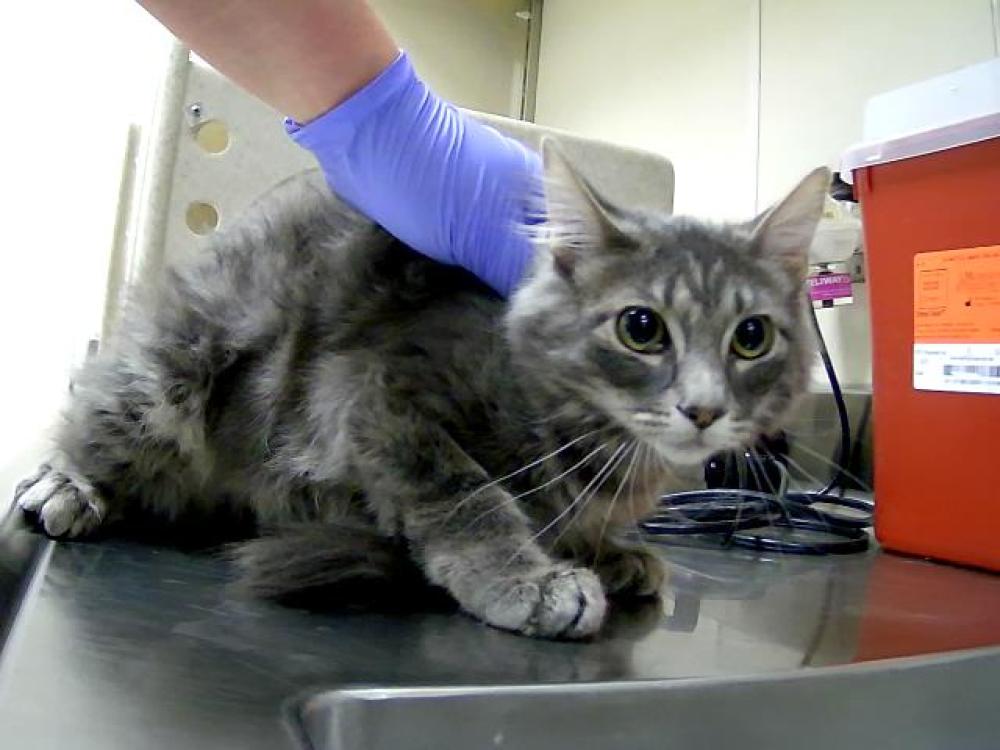 Shelter Stray Female Cat last seen Near BLOCK S VIRGINIA ST, RENO NV 89501, Reno, NV 89502