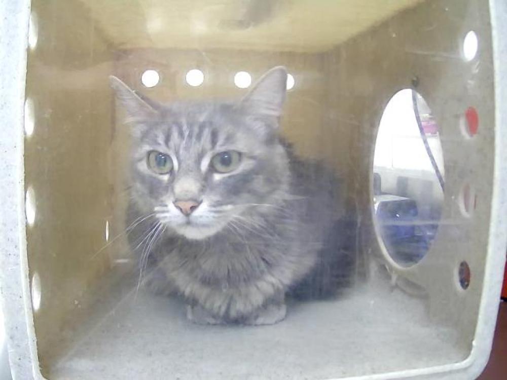 Shelter Stray Female Cat last seen Near BLOCK S VIRGINIA ST, RENO NV 89501, Reno, NV 89502