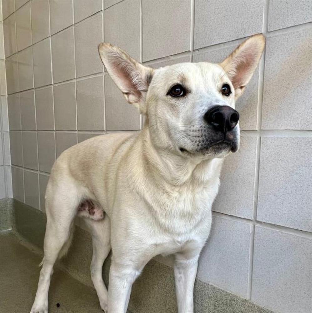 Shelter Stray Male Dog last seen WASHINGTON/ROSE, Auburn, CA 95603