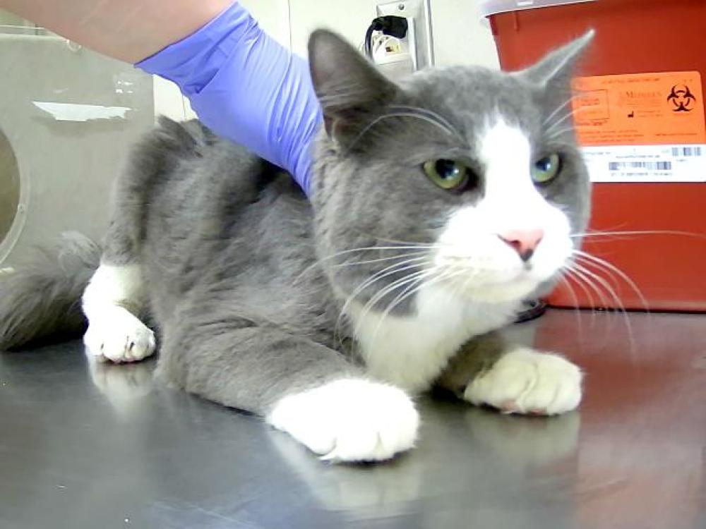Shelter Stray Male Cat last seen Near MILL ST, RENO NV 89501, Reno, NV 89502