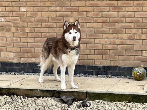 Lost Male Dog last seen Locking church, Locking, England BS24