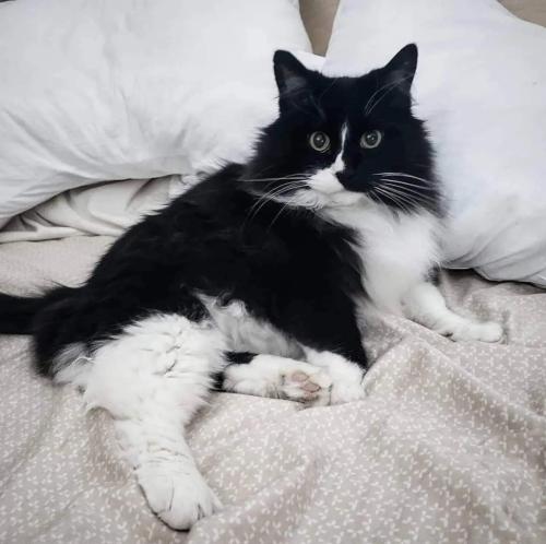 Lost Male Cat last seen 30th and Euclid Street, Boulder, CO 80303