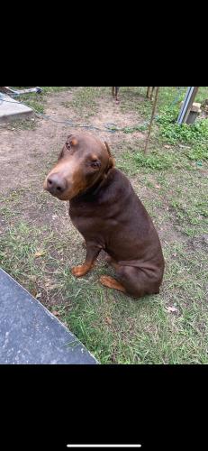 Lost Male Dog last seen Near and old Houston rd , Conroe, TX 77302