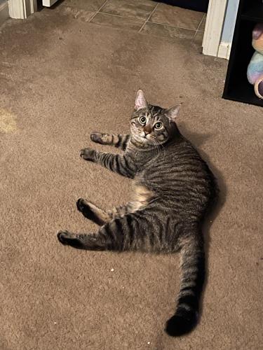 Lost Male Cat last seen Carrington Commons, Indianapolis, IN 46203
