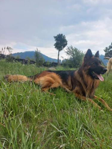 Lost Male Dog last seen En la marquesa, valle de San Jerónimo. Laguna de Salazar. , La Marquesa, Méx. 52741