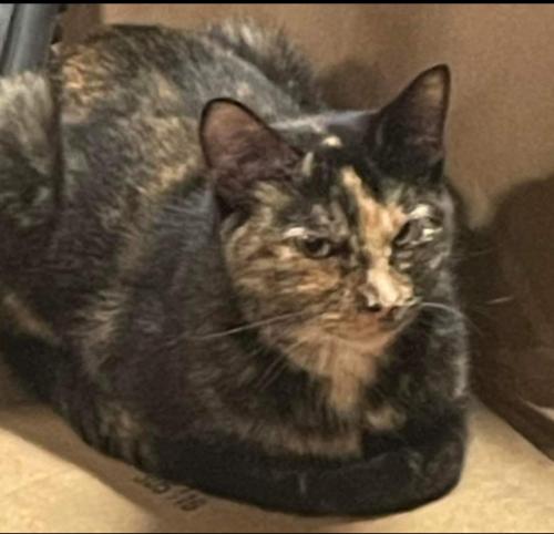 Lost Female Cat last seen Caddy Lane and Riverview Lane, Caledonia, WI 53108