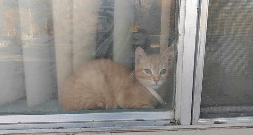 Lost Female Cat last seen South Kansas Ave East Douglas avenue , Wichita, KS 67211