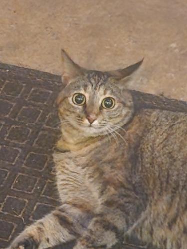 Lost Female Cat last seen Treetop apmts , Spartanburg County, SC 29303
