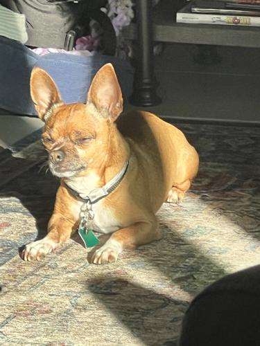Lost Male Dog last seen Reedley St and Dorrington Ave, Los Angeles, CA 91402