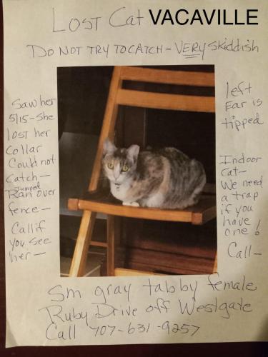 Lost Female Cat last seen Westgate off Ruby Dr in Vacaville, Vacaville, CA 95687