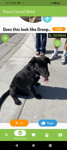 Lost Female Dog last seen  fruitville, Bakersfield, CA 93308