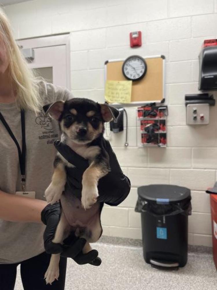 Shelter Stray Female Dog last seen Knoxville, TN 37914, Knoxville, TN 37919