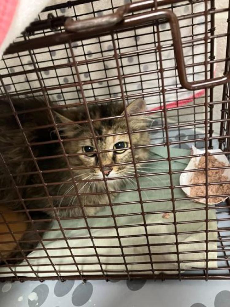 Shelter Stray Female Cat last seen Knox County, TN 37918, Knoxville, TN 37919