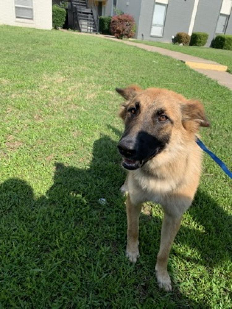 Shelter Stray Female Dog last seen Erie County, NY , Fort Worth, TX 76119