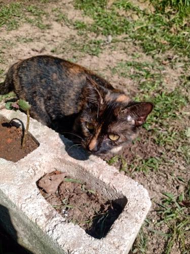 Lost Female Cat last seen Rua nossa senhora do rosário , Centro, PR 