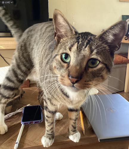 Lost Male Cat last seen 42nd St and Clarendon Rd, Indianapolis, IN 46208