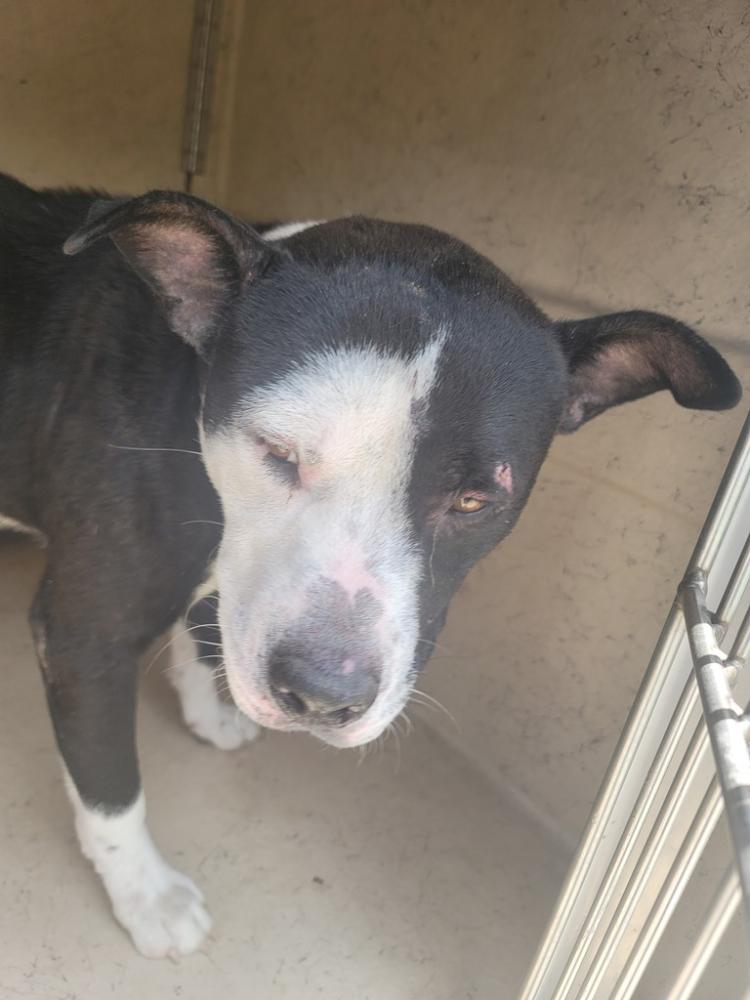 Shelter Stray Male Dog last seen Near Spyglass Lane, BROUSSARD, LA, 70518, Lafayette, LA 70507