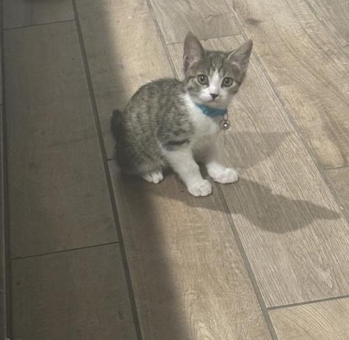 Lost Male Cat last seen Last seen around placid street on star. , Enterprise, NV 89183