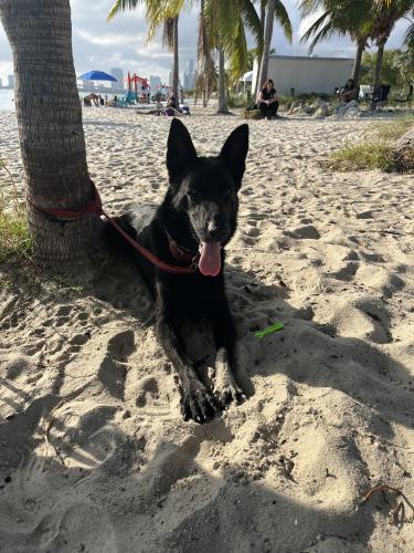 Lost Female Dog last seen 228th terrace Miami FL 33170, Miami, FL 33170