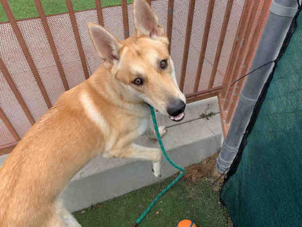 Shelter Stray Male Dog last seen Near BLOCK ARBALEST DR, Bonita, CA 91902