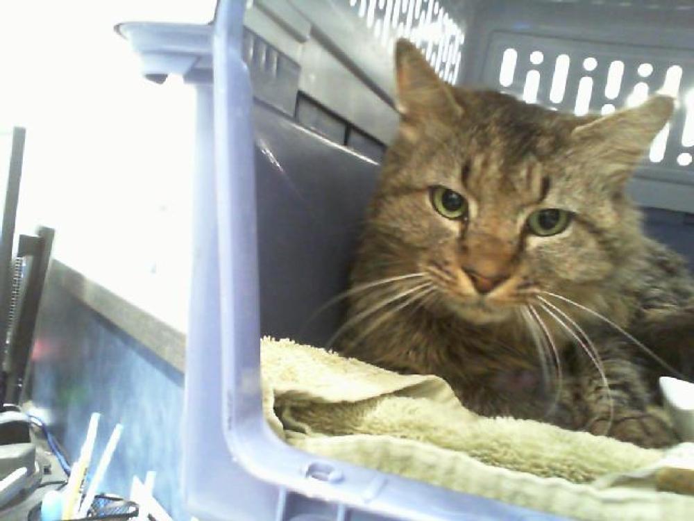 Shelter Stray Male Cat last seen CHARLOTTE, Charlotte, NC 28217