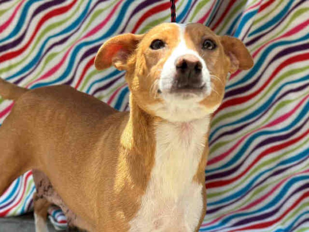 Shelter Stray Female Dog last seen , Bonita, CA 91902